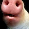 arnold_ziffel